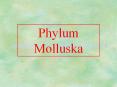 Phylum Molluska PowerPoint PPT Presentation