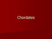 Chordates