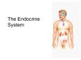 The Endocrine System PowerPoint PPT Presentation