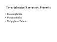 Invertebrates Excretory Systems PowerPoint PPT Presentation