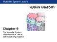 The Muscular System: Skeletal Muscle Tissue and Muscle Organization PowerPoint PPT Presentation
