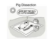 Pig Dissection