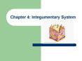 Chapter 4: Integumentary System PowerPoint PPT Presentation