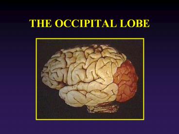 THE OCCIPITAL LOBE