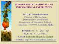 POMEGRANATE   NATIONAL AND INTERNATIONAL EXPERIENCES Dr PowerPoint PPT Presentation