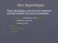 Skin Appendages PowerPoint PPT Presentation