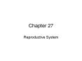 Reproductive System PowerPoint PPT Presentation