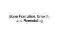 Bone Formation, Growth, and Remodeling PowerPoint PPT Presentation