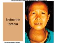Endocrine System