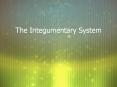 The Integumentary System PowerPoint PPT Presentation