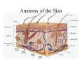 Anatomy of the Skin PowerPoint PPT Presentation