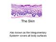 The Skin PowerPoint PPT Presentation