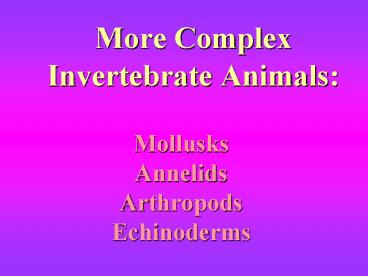 More Complex Invertebrate Animals