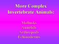 More Complex Invertebrate Animals PowerPoint PPT Presentation
