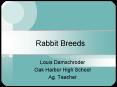 Rabbit Breeds PowerPoint PPT Presentation