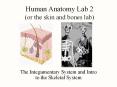 Human Anatomy Lab 2 (or the skin and bones lab) The PowerPoint PPT Presentation