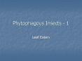 Phytophagous Insects - 1 Leaf Eaters Leaf Eating Insects PowerPoint PPT Presentation