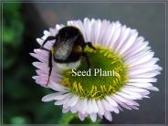 Seed Plants
