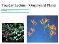 Tuesday Lecture – Ornamental Plants PowerPoint PPT Presentation