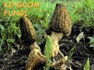 Kingdom Fungi