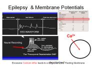 Epilepsy & Membrane Potentials