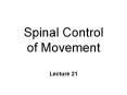 Spinal Control of Movement Lecture 21 Spinal Motor Circuits PowerPoint PPT Presentation