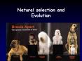Natural selection and Evolution PowerPoint PPT Presentation