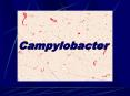 Campylobacter PowerPoint PPT Presentation