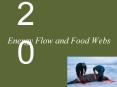 Energy Flow and Food Webs PowerPoint PPT Presentation