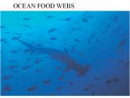 OCEAN FOOD WEBS