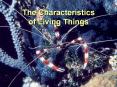 The Characteristics of Living Things PowerPoint PPT Presentation