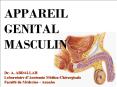 APPAREIL GENITAL MASCULIN PowerPoint PPT Presentation