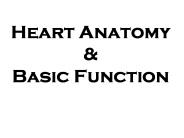 Heart Anatomy