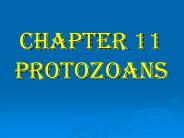CHAPTER 11 PROTOZOANS