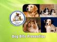 If the dog owner is home stay at a safe distance and call PowerPoint PPT Presentation