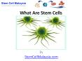 Stem Cells PowerPoint PPT Presentation
