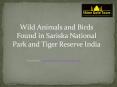 Sariska Wildlife Sanctuary - Wild Animals and Birds Found in Sariska National Park India PowerPoint PPT Presentation