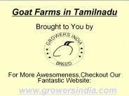 Goat Farms in Tamilnadu