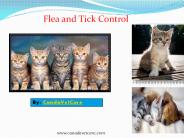 Flea and Tick Control for Cats