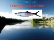 culture of milk fish