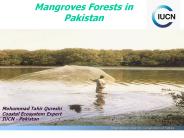 Mangroves in  Pakistan