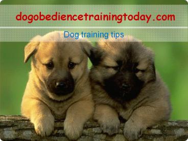 dog training tips
