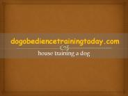 house training a dog