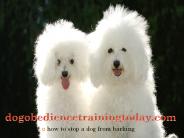 how to stop a dog from barking