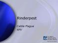 Rinderpest PowerPoint PPT Presentation