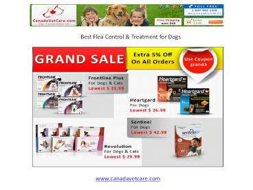 Best Flea Treatment for Dogs