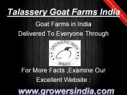 Talassery Goat Farms India