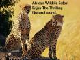 Visit African Wildlife Safari and the Enjoy Thrilling Natural world. PowerPoint PPT Presentation