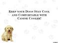 Keep your Dogs Stay Cool and Comfortable PowerPoint PPT Presentation