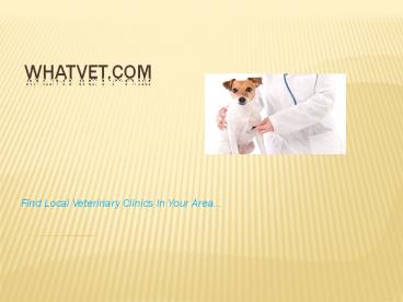 5 Rules to Follow While Finding a Pet Veterinarian